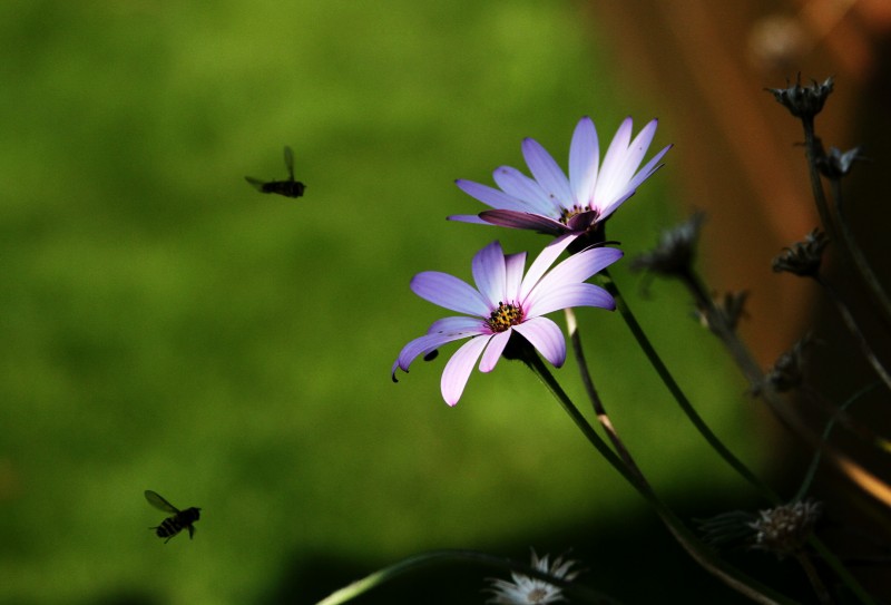 Bees and flowers Two bees in shade fly towards two sunlit flowers