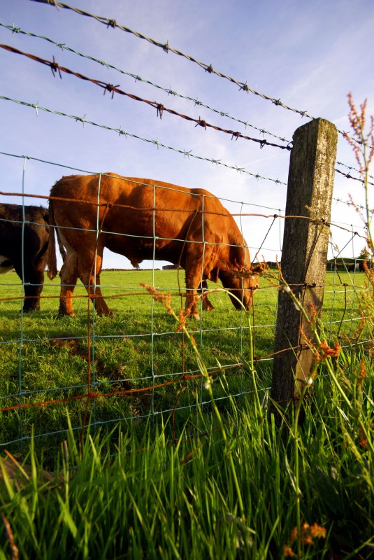Two cows at sunset Two cows grazing at sunset on Otley Chevin