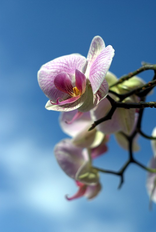 Orchid An orchid flower set against a blue sky