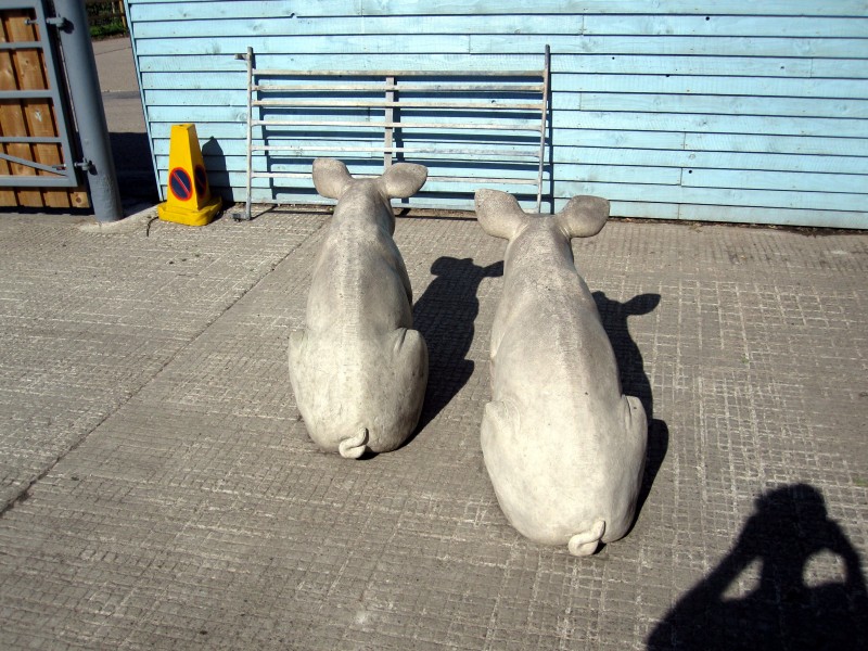 Pigs Two stone sculptures of pigs staring at a wall