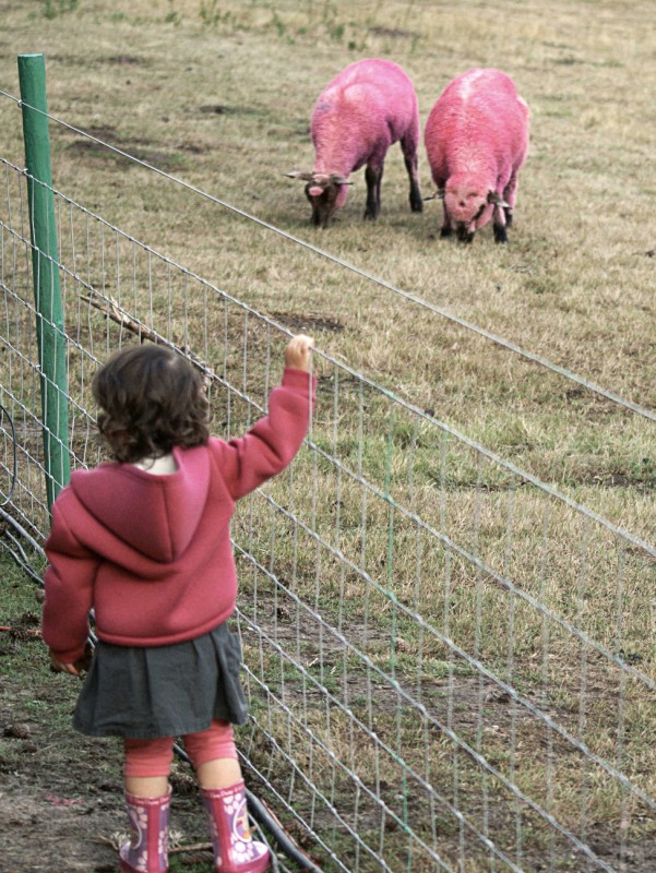 Pink Toddler looks at two pink sheep behind a fence at Latitude festival