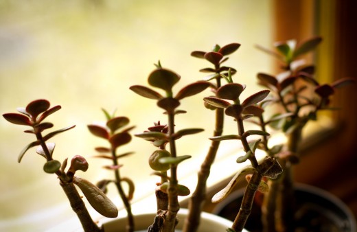Money plant on a window sill