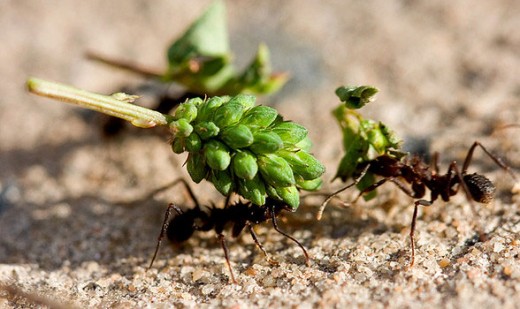 An ant carries a burden of fruit while another ant looks on